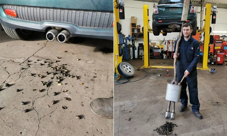 Sóc giấu hàng trăm hạt cứng làm hỏng ôtô